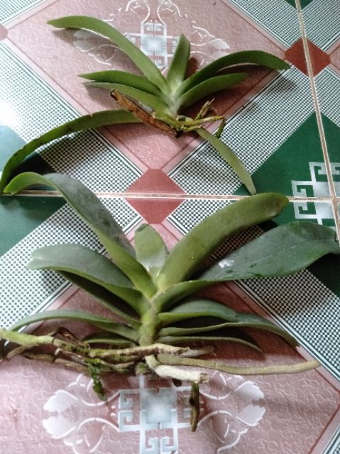 Hoa phong lan Đai châu lá mít bóc trụ (ngọc điểm)
