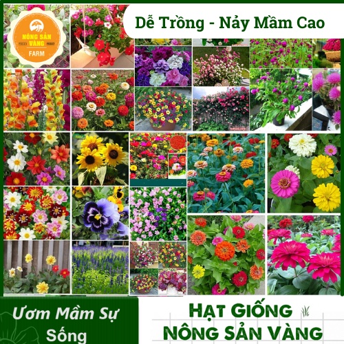 [HCM] Hạt giống Hoa Dễ Trồng, Nhiều Màu, Tỷ Lệ Nảy Mầm Cao, Trồng Được Quanh Năm - Nông Sản Vàng