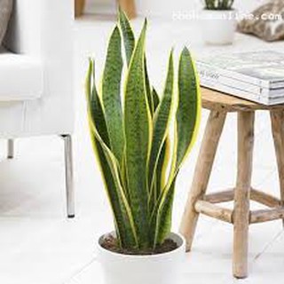 Cây Lưỡi Hổ viền vàng