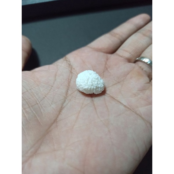 Set 5 Mô hình bộ não người tỉ lệ 1:12, siêu nhỏ, trang trí tiểu cảnh, sa bàn