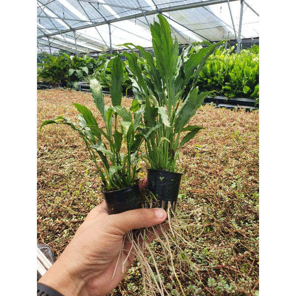 Cây Thủy Sinh Lan Ý-Huấn Sinh Vật Cảnh