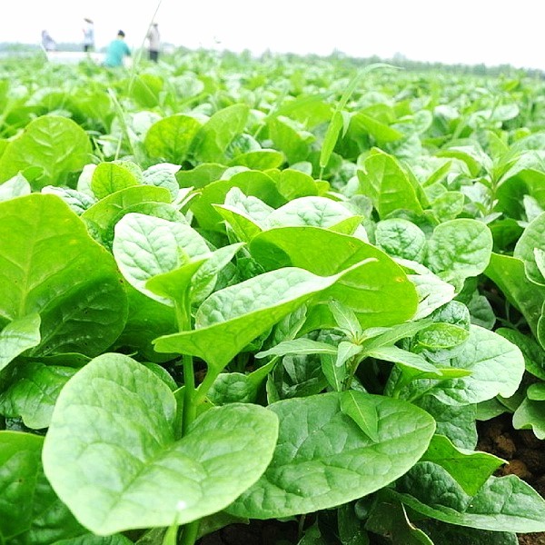Hạt giống mồng tơi lá to TN 45 (sinh trưởng phát triển khỏe, lá to có màu xanh mỡ rất đẹp, kháng bệnh tốt,năng suất cao)