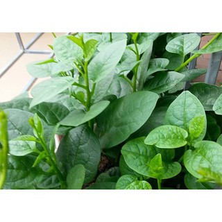 Hạt Giống Rau Mồng Tơi