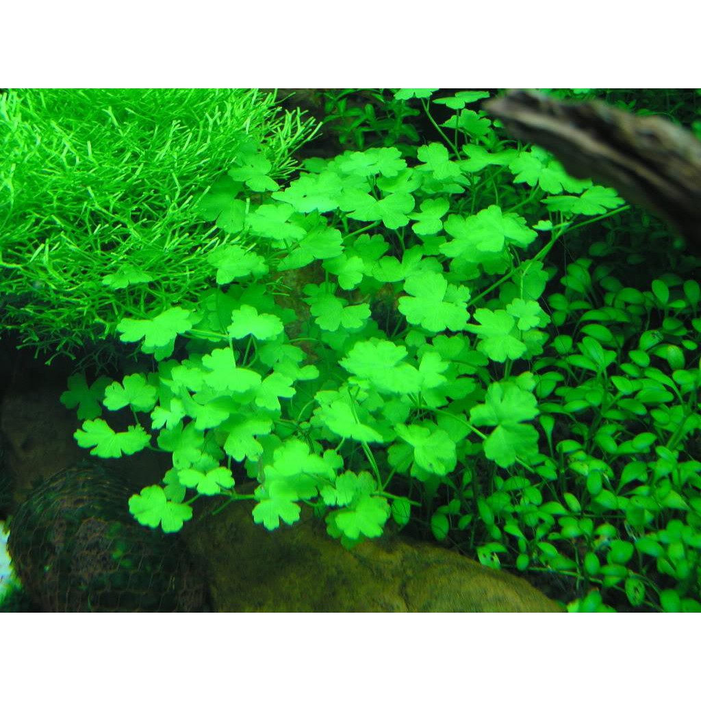 1 gói Hạt giống thủy sinh Cây Clover cỏ Ba lá tình yêu