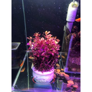 Cây Thủy Sinh Rotala Colorata [ SIỂU ĐỎ ]