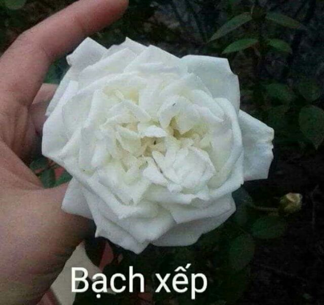 Hồng cổ Bạch xếp trưởng thành