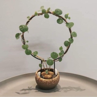 củ bình vôi phong thủy