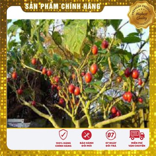 Hạt giống cà chua thân gỗ(4 hạt)