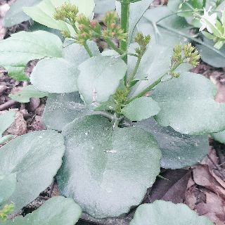 Cây giống sống đời ta