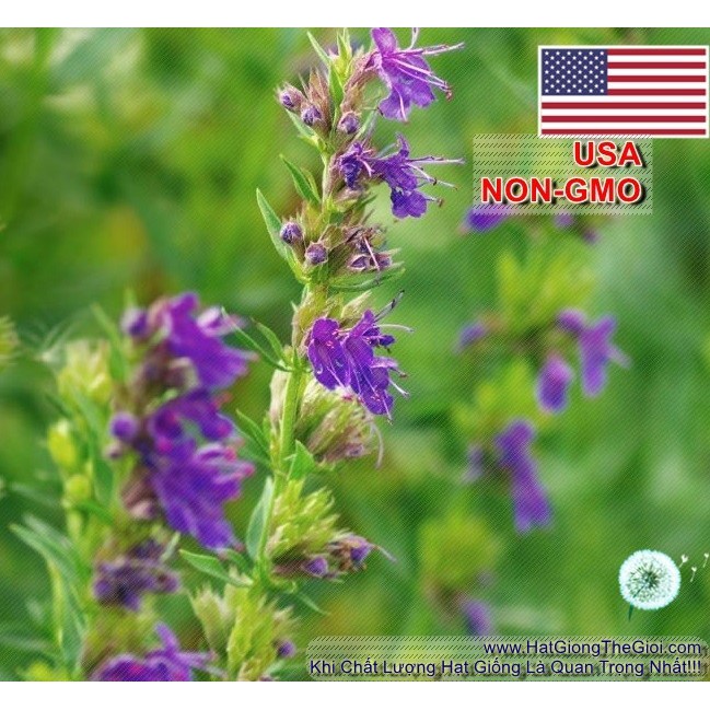 20h Hạt Giống Bài Hương Hyssop (B3.204| C26*W43)