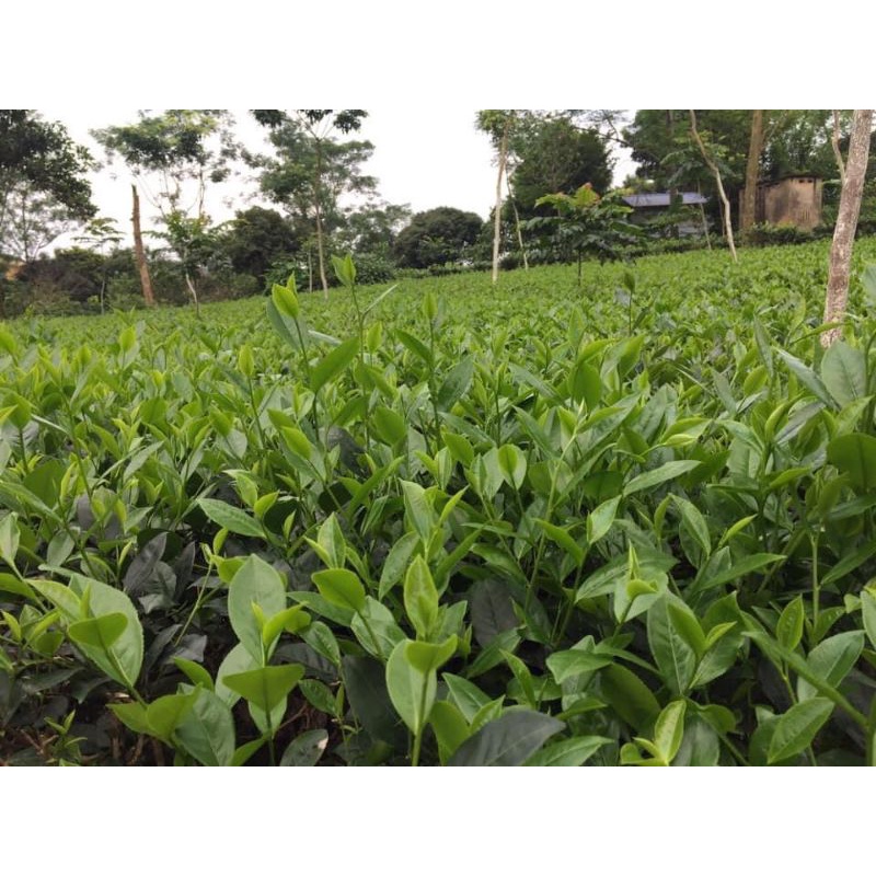 Trà búp thái nguyên loại 1 tôm 2 lá 500g - Chè Thái Nguyên