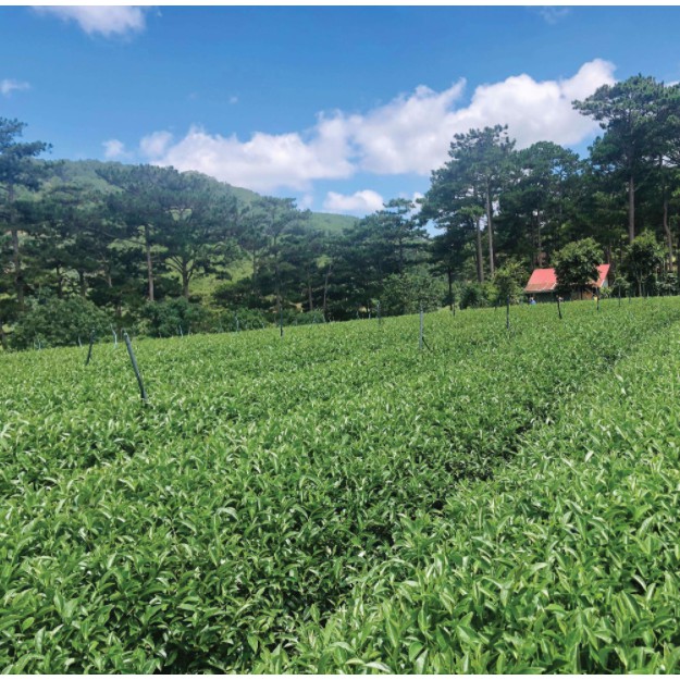 Trà đen (Hồng trà - black tea) Cầu Đất nguyên lá túi 250g, đặc sản Đà Lạt, Lâm Đồng thơm ngon, làm nguyên liệu pha chế