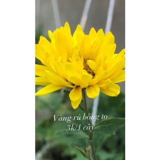 Cúc vàng rủ bông to giống