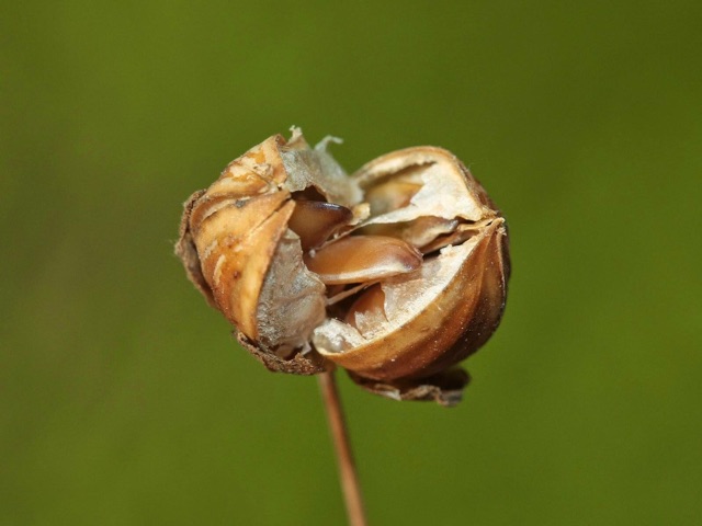 HẠT LANH CANADA 500GR | BigBuy360 - bigbuy360.vn