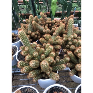 Xương rồng Nút Áo