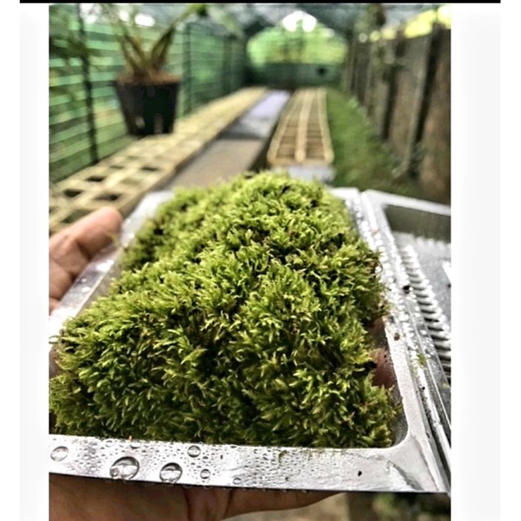 Rêu Wepping làm tường rêu, chơi bán cạn terrarium 10x15cm