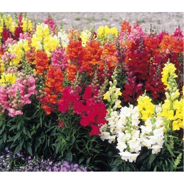 Hạt giống hoa mõm sói cao mix