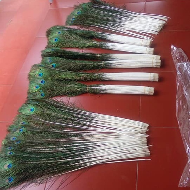 Sỉ 100 cành lông công 80cm GIÁ SỐC