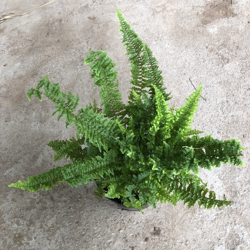 Cây dương xỉ lá xoắn, Cao 20cm lá xoăn ốc bắt mắt mang phong thủy tốt làm sạch không khí, thích hợp trang trí nội thất