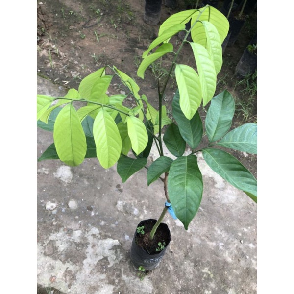 Giống Cây Bòn Bon Thái Cây To Đẹp