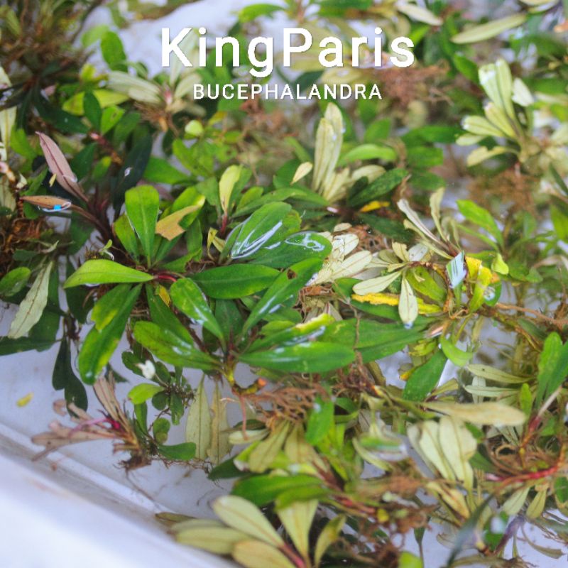 Bucep King Paris | Hàng ngọn | Lá cạn | cây thủy sinh siêu khác biệt