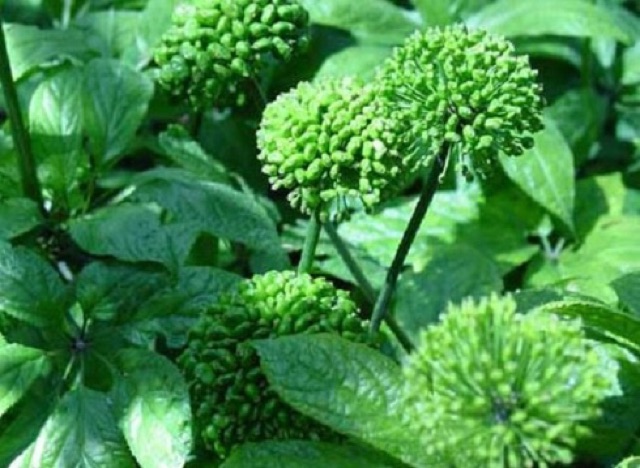 Trà Nụ Tam thất bao tử( KHÔNG CUỐNG) | BigBuy360 - bigbuy360.vn