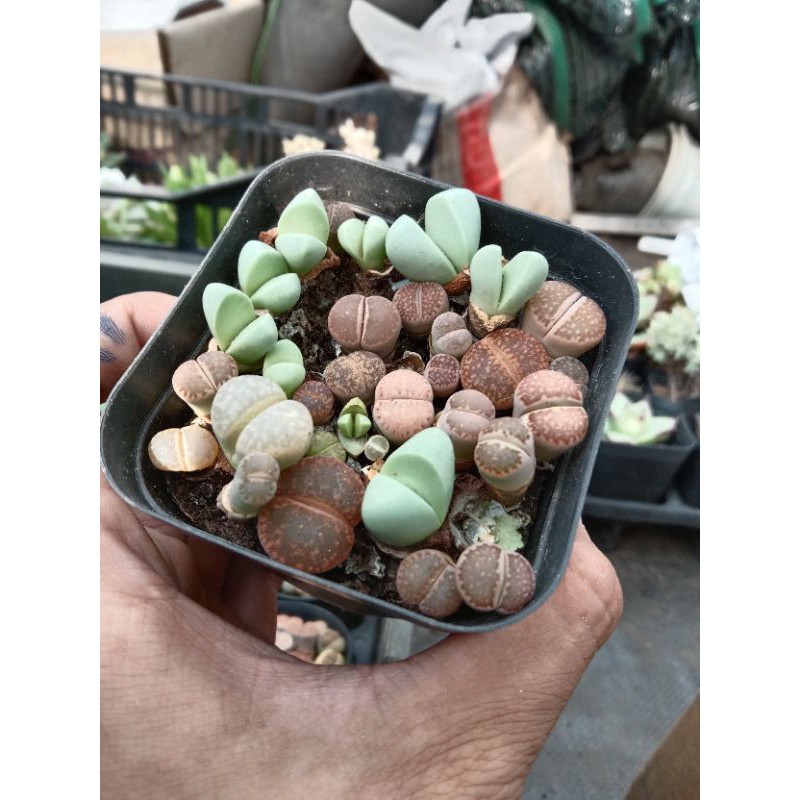 [ HÀNG DETHUONG ] MỘT CHIẾC SEN ĐÁ LITHOPS  ❣ ( vietsub : Sen Mông Thạch Lan ) NHANH TAY SẮM MÔNG VỀ CHƠI NÀO CÁC ÔNG 💁