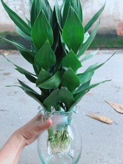Châu Phát Tài Búp Sen Thuỷ Sinh