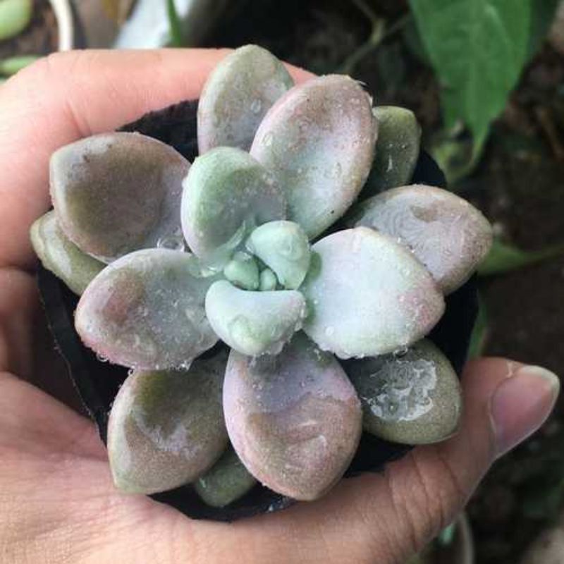 sen đá SỎI mini size 4-5 cm