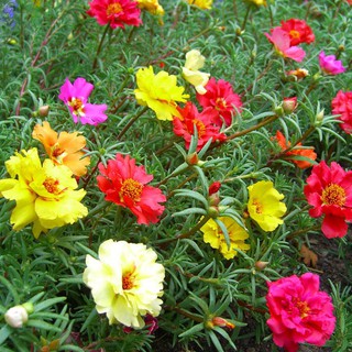 100h - HẠT GIỐNG HOA MƯỜI GIỜ MỸ