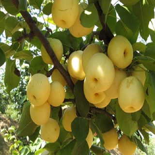 Giống lê VH6: NĂNG SUẤT CAO CHẤT LƯỢNG QUẢ NGON