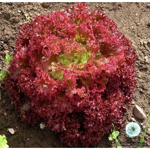 Hạt giống xà lách xoăn tím giòn ngọt - rau củ quả trồng chậu, vườn dễ chăm sóc, tỷ lệ nảy mầm cao 2gr RADO LOLLO ROSA