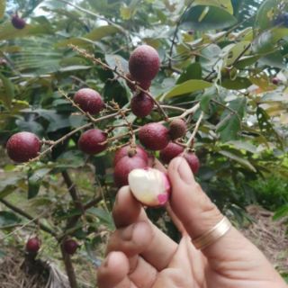 Cây 🌲 Nhãn đỏ... trái đỏ