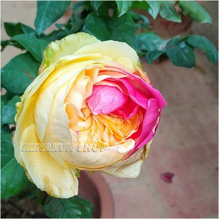 Hoa hồng ngoại Style 2 màu cá tính cực hot - MinaKun Shop