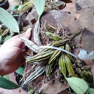 hoa phong lan vảy rồng thuần vườn