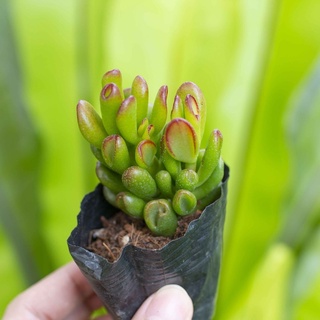 Sen đá ống điếu 5-7cm - Vườn sen đá