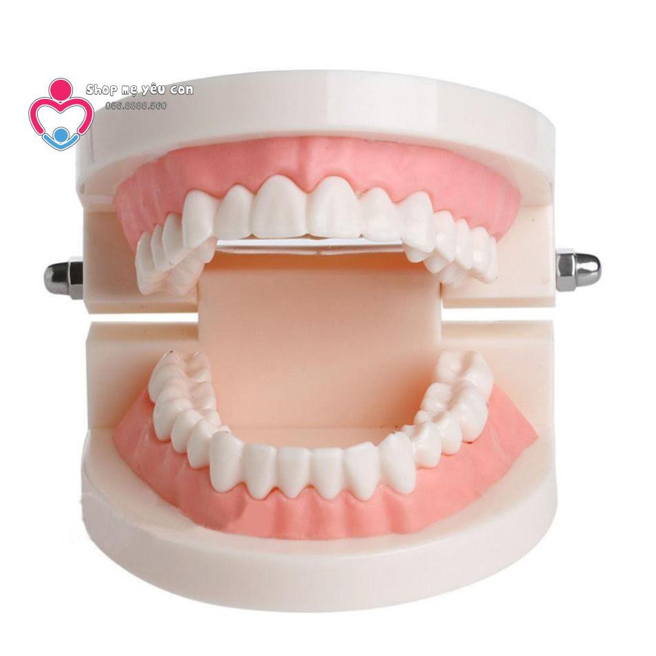 Mô hình hàm răng giả dùng trong giáo dục bé tập đánh răng