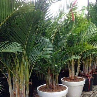Cây cau lụa vàng