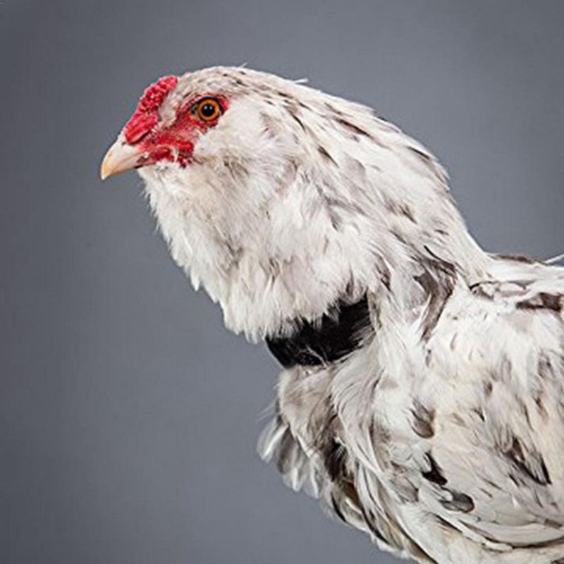 Lucky Set 6 Vòng Đeo Cổ Gà / Vịt Rooster Điều Chỉnh Được Chống Tiếng Ồn Bền Bỉ