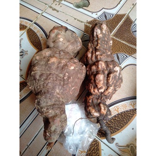 Củ hà thủ ô tươi chuẩn rừng