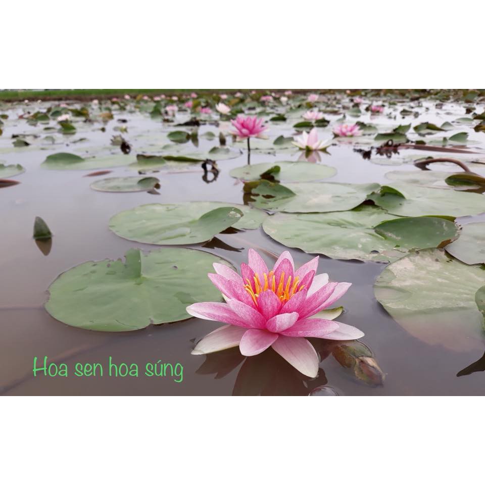 Hoa súng thái lan kép hồng phúc