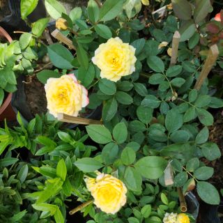 Chậu hồng đổi màu