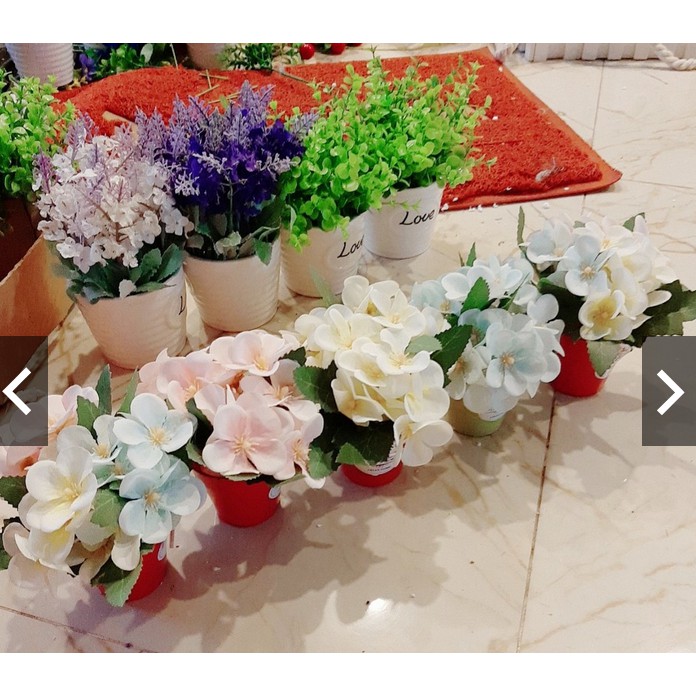 Chậu hoa tú cầu nhí dễ thương nhiều màu (giá bán cả chậu và hoa)