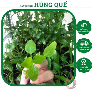 Câu rau giống Húng Quế cây gia vị nhiều công dụng
