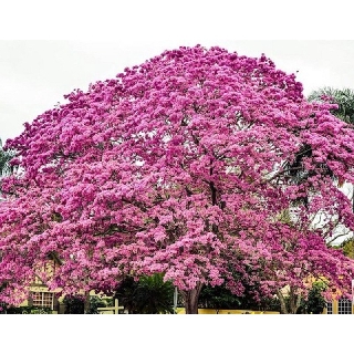 Cây hoa phong linh tím giống
