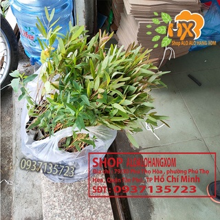 cây bạch đàn đỏ cây giống -combo 50 cây