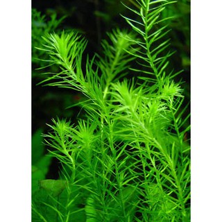 CỎ ĐẦU BẠC - BẠC ĐẦU BÔNG (30 NHÁNH)