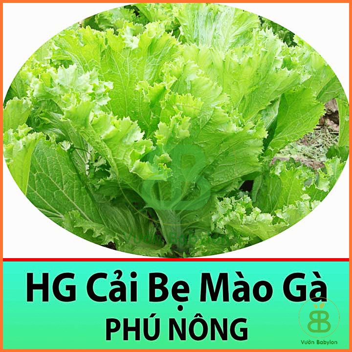 Hạt Giống Cải Bẹ Mào Gà Cao Sản 20Gr Sinh Trưởng Nhanh, Chống Chịu Tốt