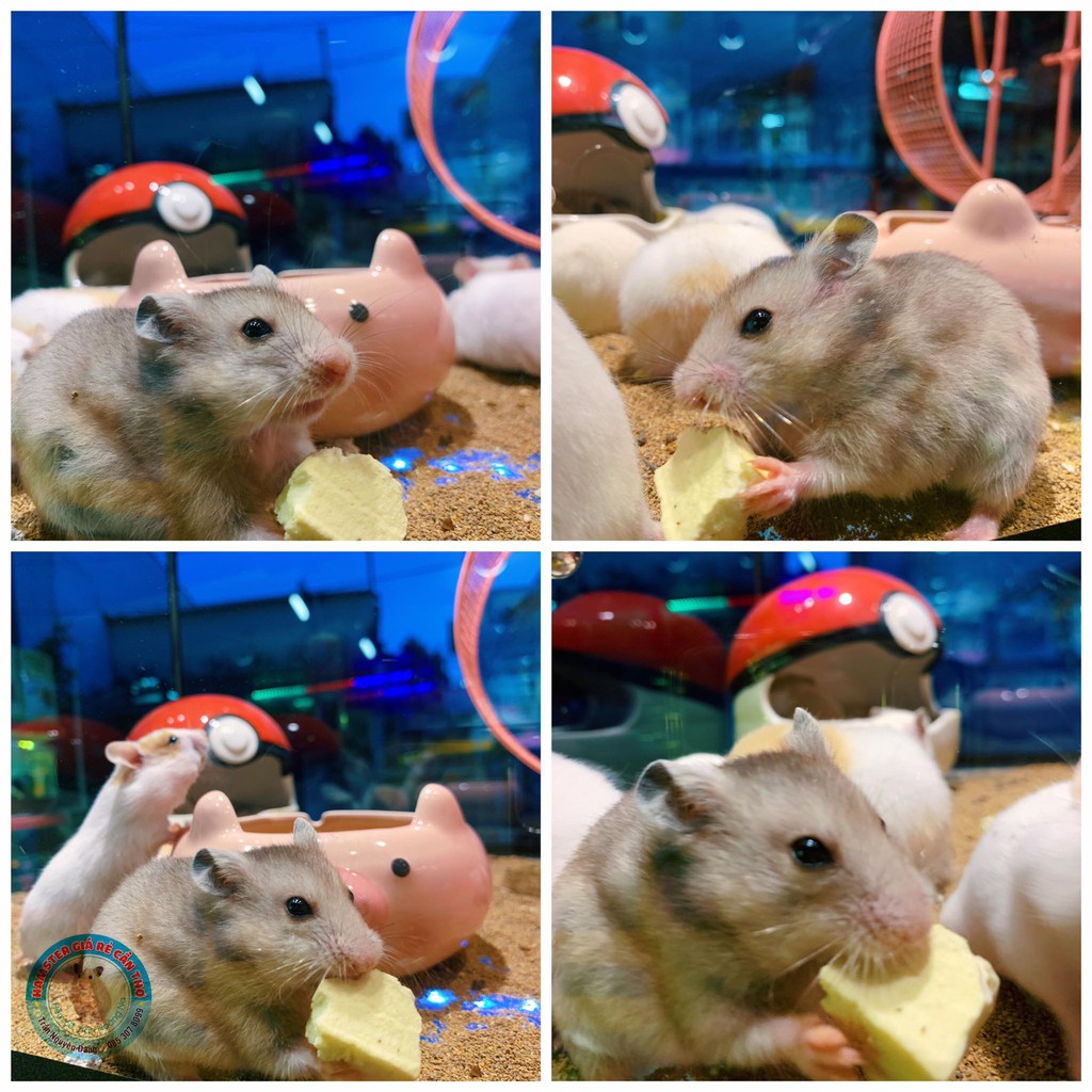 Đậu hủ sấy cho Hamster