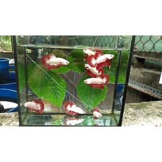 BETTA RỒNG ĐỎ